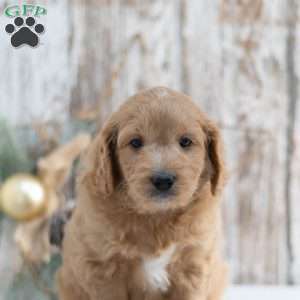 Garnett, Mini Goldendoodle Puppy